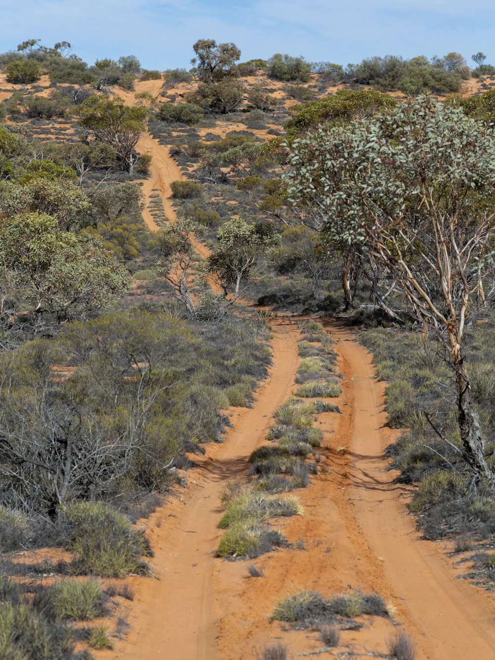 A red dirt track winding through outback scrub
